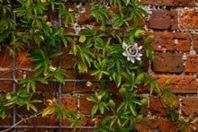 Southwold Decorative Wall Trellis Panels