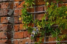 Southwold Decorative Wall Trellis Panels