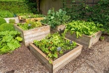 Standard Wooden Raised Beds