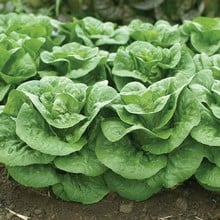 Autumn - Lettuce Winter Density (10 Plants) Organic