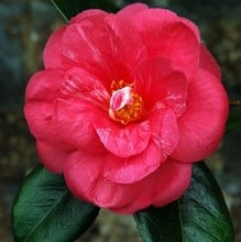 Camellia Japonica Drama Girl