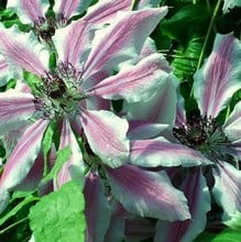 Clematis Nelly Moser