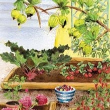 Large Fruit Garden