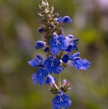 Salvia uliginosa