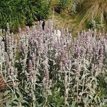 Stachys lanata Silver Carpet