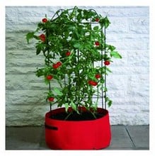 Tomato Planter