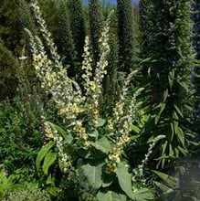 Verbascum olympicum