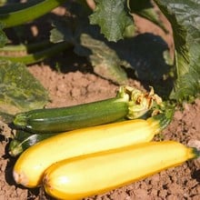 Yellow Courgette Atena Polka - Organic Plant Packs