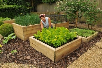 Allotment Wooden Raised Beds - Harrod Horticultural