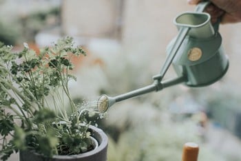 Haws Handy Indoor Watering Can (Green)