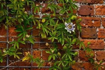 Southwold Decorative Wall Trellis Panels