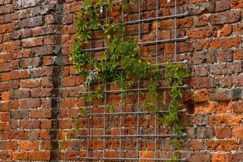 Southwold Decorative Wall Trellis Panels