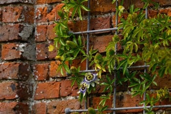 Southwold Decorative Wall Trellis Panels