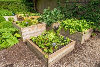 Standard Wooden Raised Beds