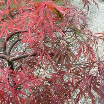 Acer palmatum dissectum Lionheart