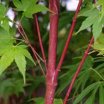 Acer palmatum Sango kaku