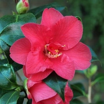 Camellia Japonica Diamond Head