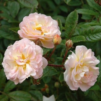 Ghislaine de Feligonde - Rambling Rose by Peter Beales