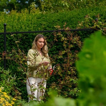 Harrod Espalier Growing Frame