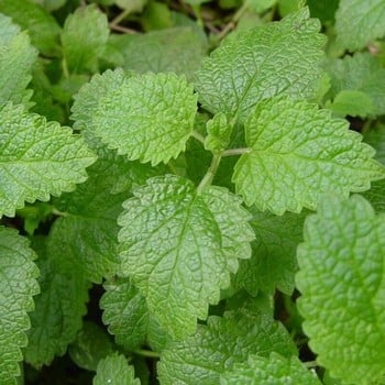 Lemon Balm (3 Plants) Organic