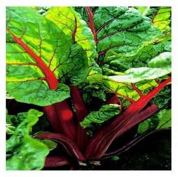 Organic Rhubarb Chard Seeds