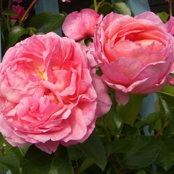 Pippin Climbing Rose - Harrod Horticultural