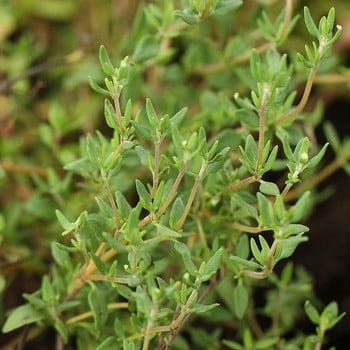 Thyme (3 Plants) Organic