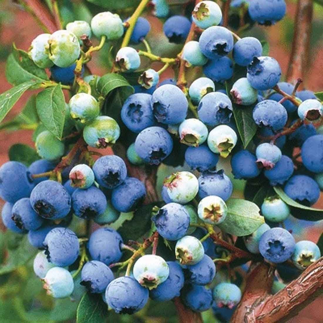 Fruit Bushes - Harrod Horticultural