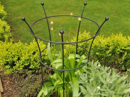 Plant Supports - Garden & Plant Supports at Harrod Horticultural