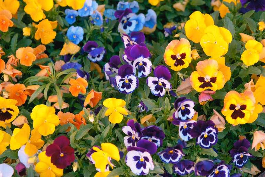 Grow in September - Pansies