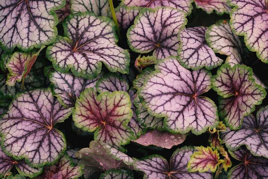 Grow in September - Heuchera