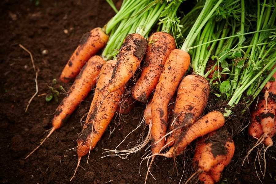 Christmas Dinner -  Carrots