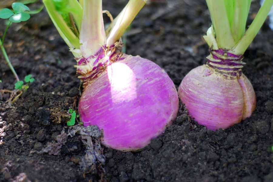 Christmas Dinner -  Turnip