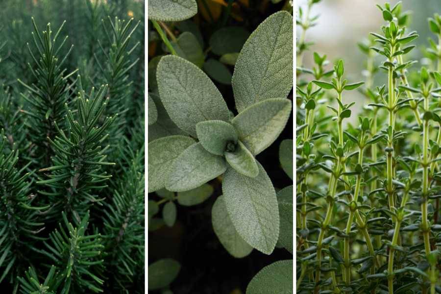 Christmas Dinner - Herbs