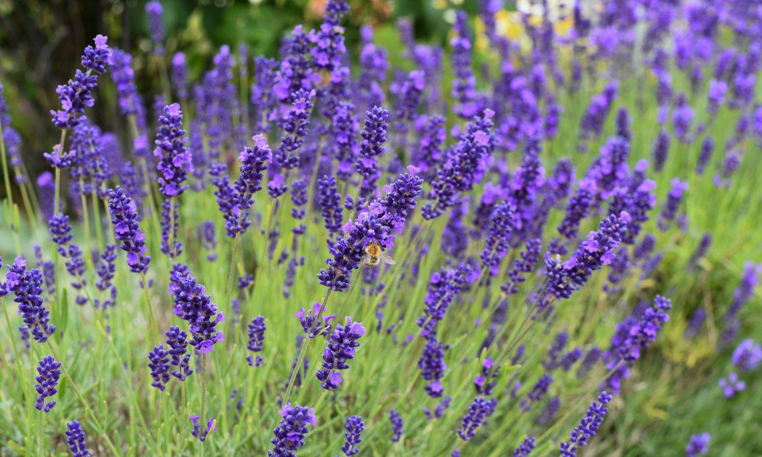 Keeping Bugs and Pests at Bay with Lavender and Rosemary Posies from ...