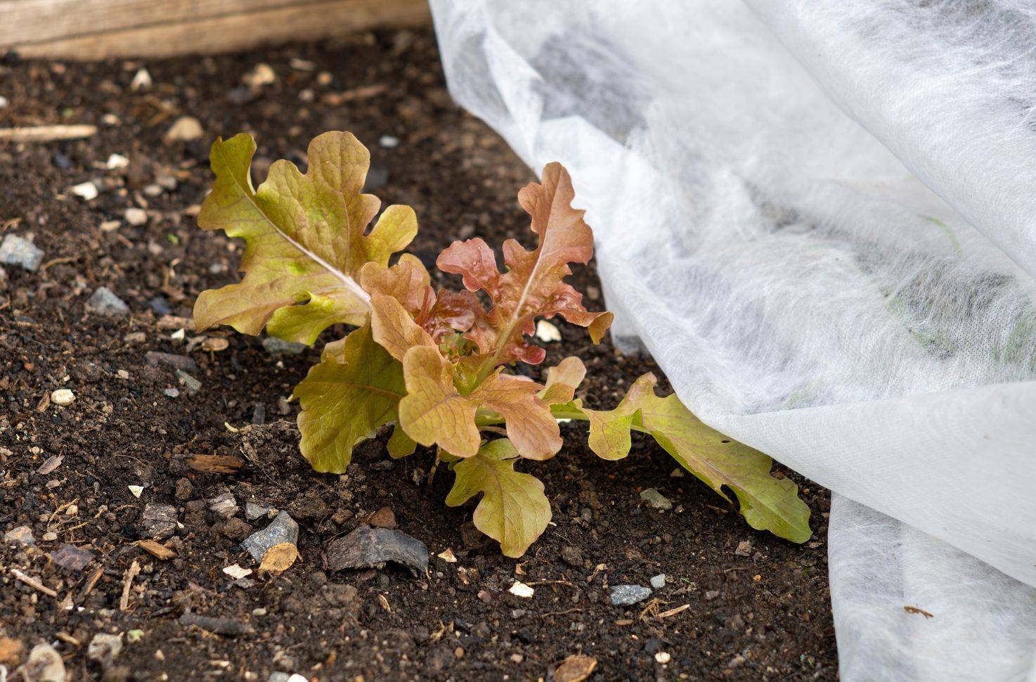 The Ultimate Guide to Garden Fleece: How and Why to Use It - Harrod ...