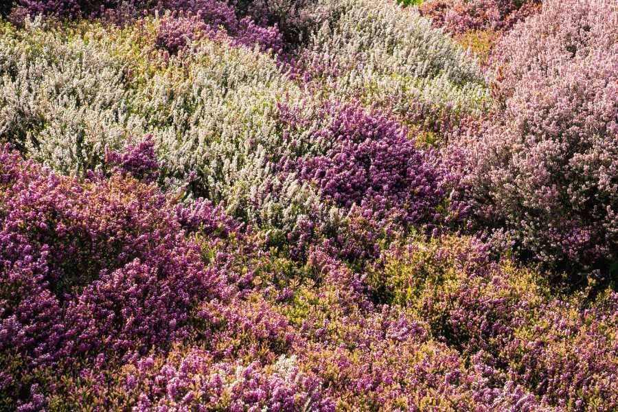 Grow in September - Heather