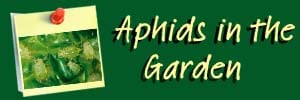 Aphid Ai Header