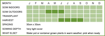 Chamomile Matrix