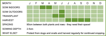 Courgette Matrix