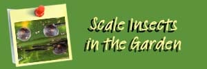 Scale Ai Header