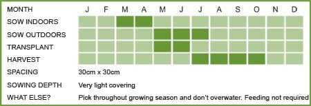 Thyme Matrix