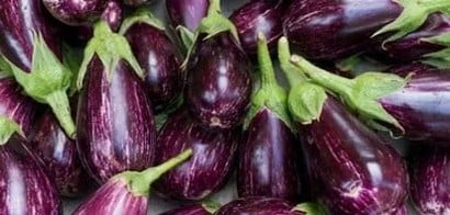 Lets Talk About Aubergines - Harrod Horticultural