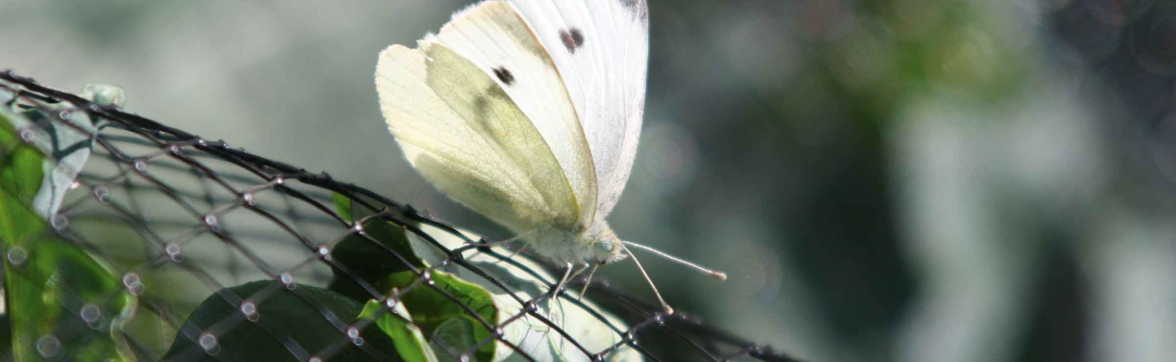 Butterfly Nets  Butterfly net, Butterfly, Insect netting