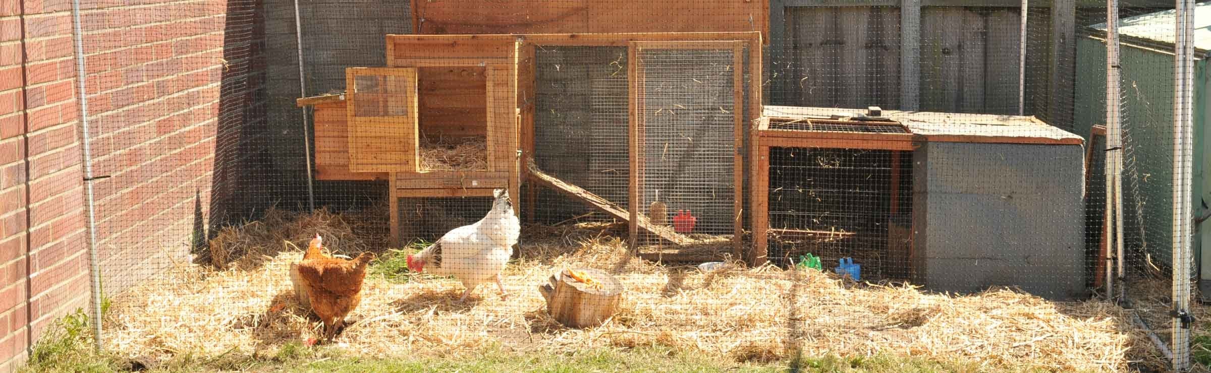 Chicken Wire - Harrod Horticultural (UK)