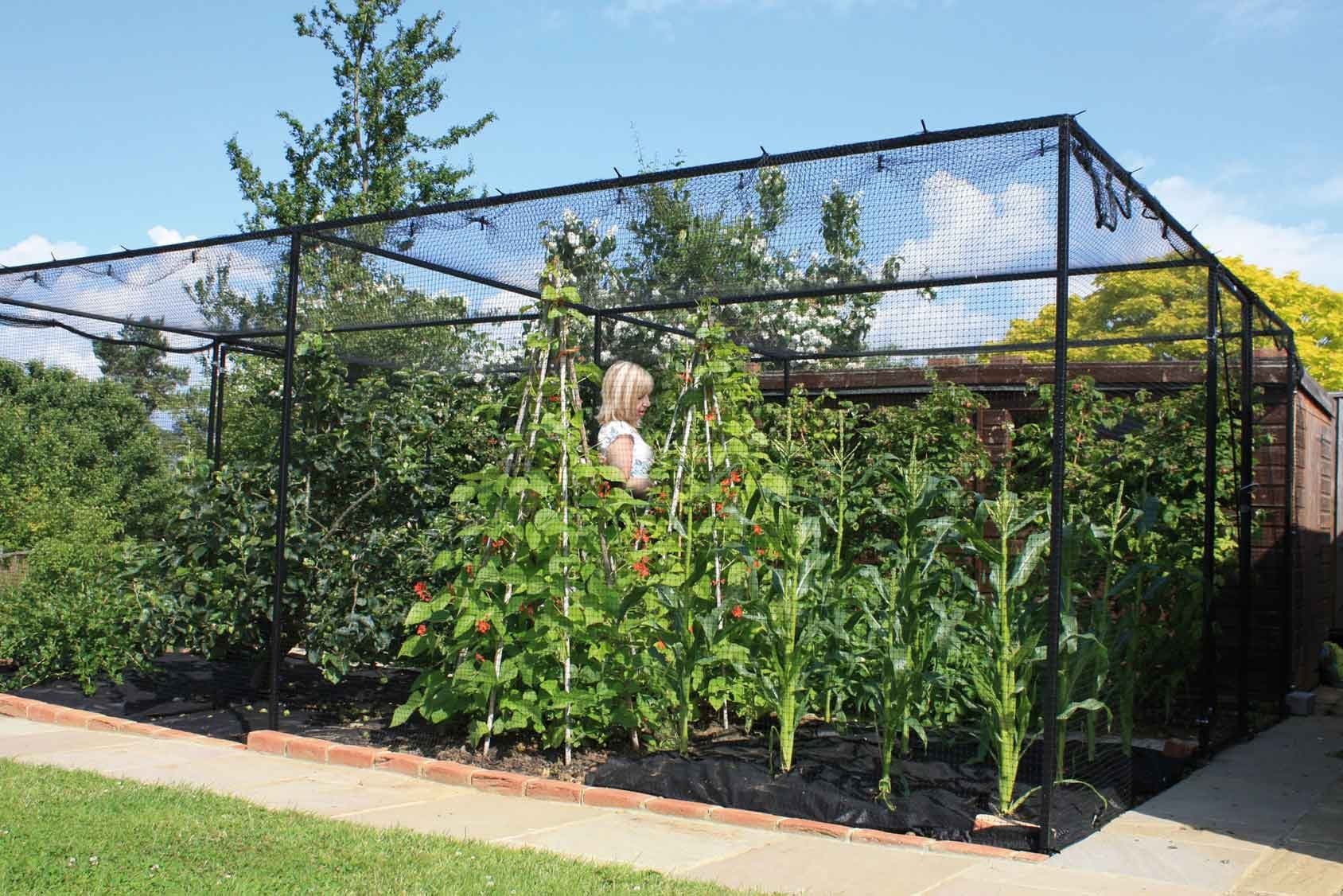Steel Fruit Cage with Butterfly Net - Harrod Horticultural (UK)