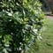 Shrub Plant Supports - Harrod Horticultural (UK)