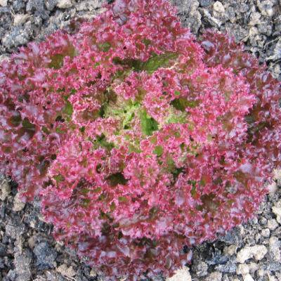 Organic Lollo Rossa Lettuce Seeds - Harrod Horticultural (UK)