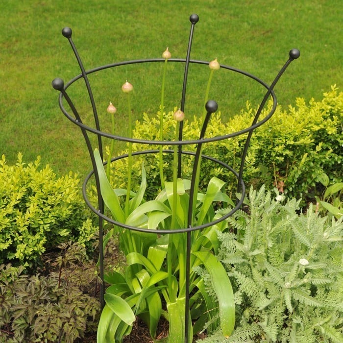 Peony Plant Supports in Black by Harrod Horticultural