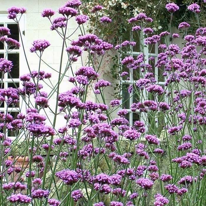 Verbena Bonariensis Harrod Horticultural